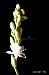 augmented_Polianthes tuberosa flower11_contrast_inc.jpeg